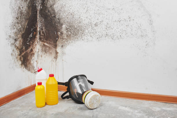 Best Local Mold Removal Service  in Richwood, OH