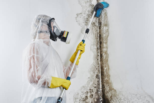 Best Commercial Mold Removal  in Richwood, OH