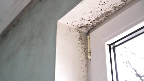 Best Mold Cleaning Services  in Richwood, OH