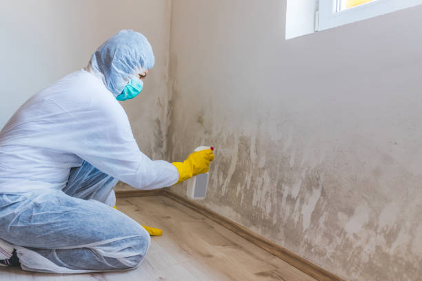 Best Attic Mold Removal  in Richwood, OH