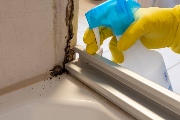 Best Affordable Mold Removal  in Richwood, OH