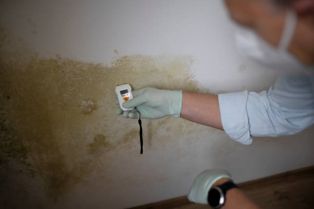 Best Emergency Mold Removal  in Richwood, OH