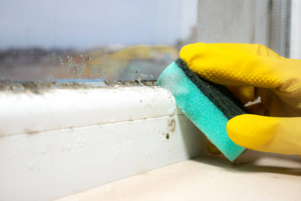 Best Professional Mold Removal  in Richwood, OH