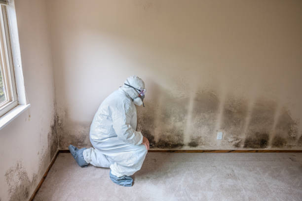 Best Home Mold Removal  in Richwood, OH