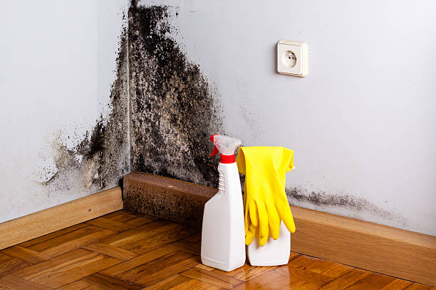 Best Mold Removal Near Me  in Richwood, OH